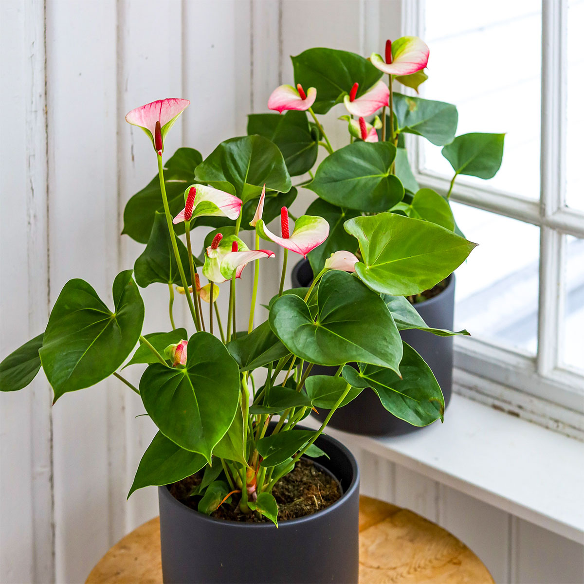 Anthurium i potte i vinduskarmen