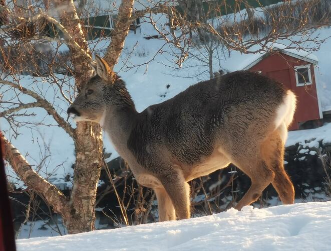 Rådyr. (Foto: Rita Mathisen)