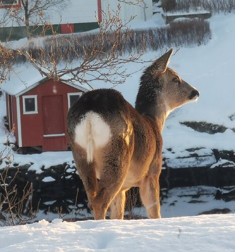 Rådyr. (Foto: Rita Mathisen)