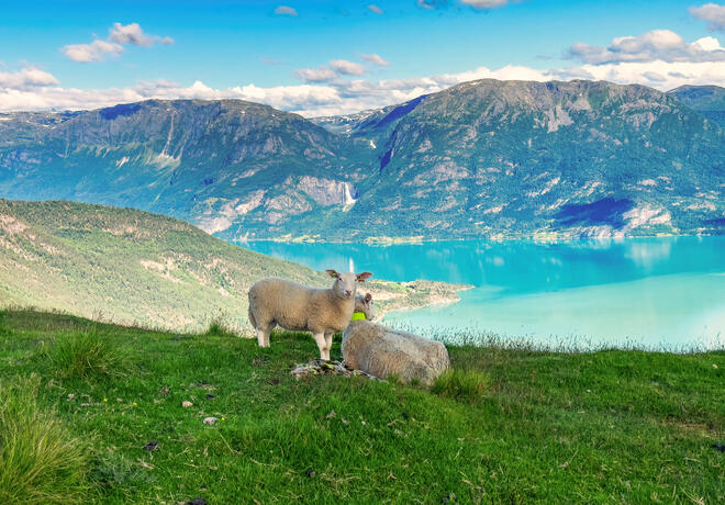 bilde av sauer med Gaupnefjorden i bakgrunn