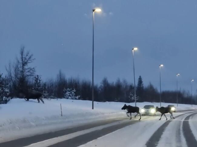 Biler som stopper for to elger som går over veien og vi ser også en elg i skråningen ved veibanen