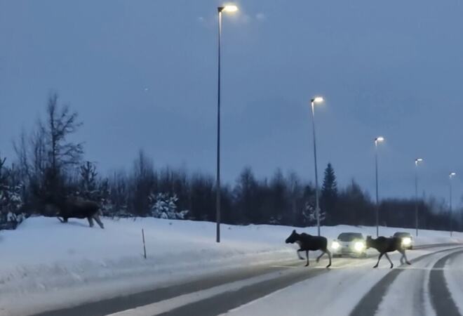 Biler som stopper for to elger som går over veien og vi ser også en elg i skråningen ved veibanen