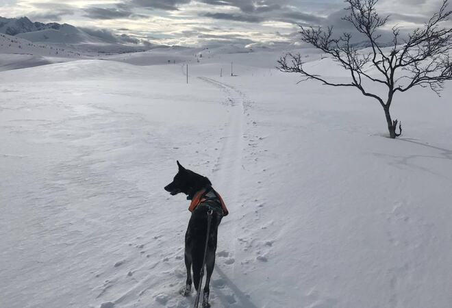 Bildet viser en snødekt vidde. Det er en hund som står og speider utover vidda.