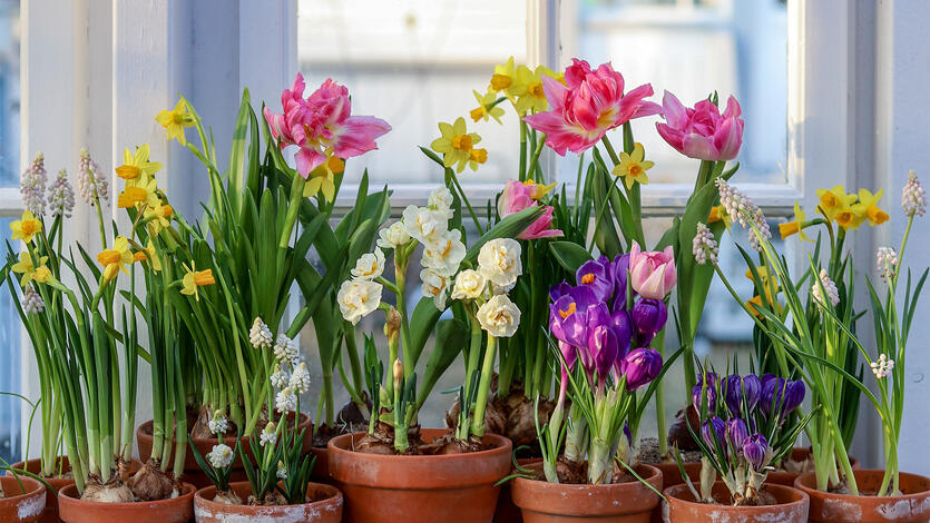 Vårens vakreste løkblomster – en fargeeksplosjon til <br /> hjem og hage