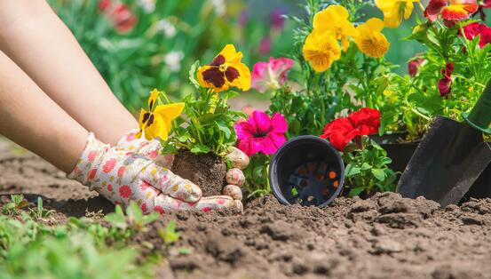 Bilde av hender som planter stemorsblomster