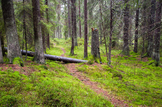 Formidlingskonferanse SKOG 2025