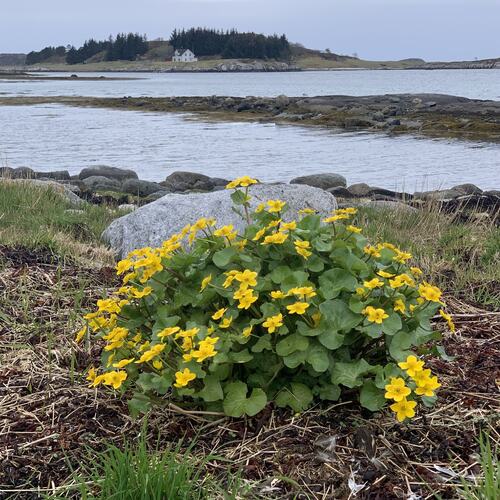 Hjelmsøya, hvor det første gamlehjemmet i Herøy ble etablert, skimtes i det fjerne, mens bekkeblomen danser til fotografens glede. (Foto: Tone Evelyn Hansen)