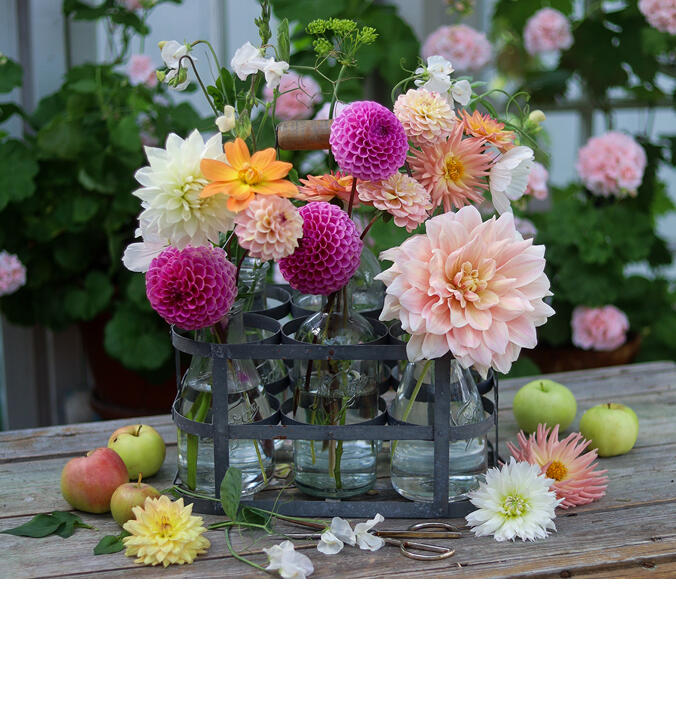 Vakre og glade sommerblomster