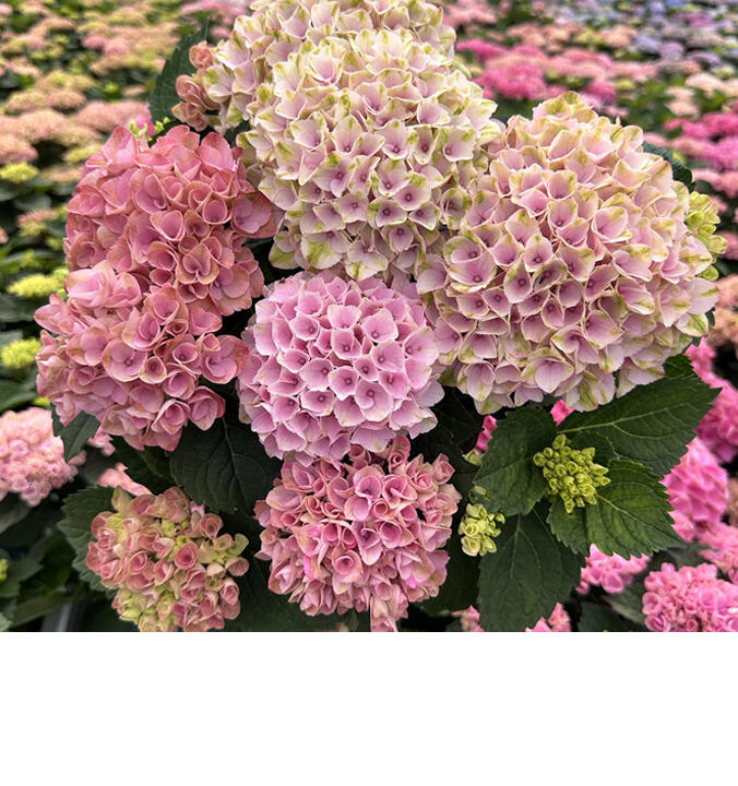Hortensia