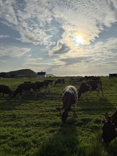 Sommerkyr på Fagerneset. (Foto: Lisbeth Larsen)