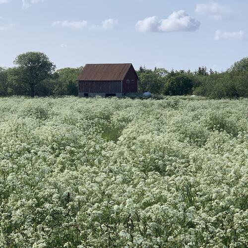 Midtsommerkveld på Tenna. (Foto: Tone Evelyn Hansen)