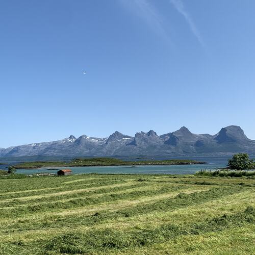 Sommerduft på Lenninga. (Foto: Tone Evelyn Hansen)