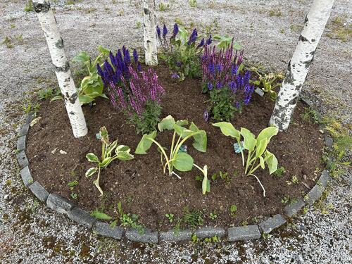 Blomstrende innsatas av Herøy Asvo_2