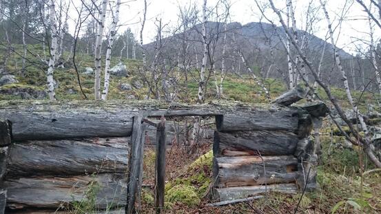 Bildet er tatt i skogen på høsten. Det er bilde av gammelt tømmer.