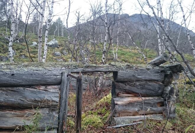 Bildet er tatt i skogen på høsten. Det er bilde av gammelt tømmer.
