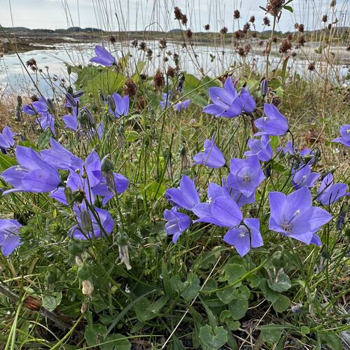 Årets siste blomst på høstens første måned? (Foto: Tone Evelyn Hansen)