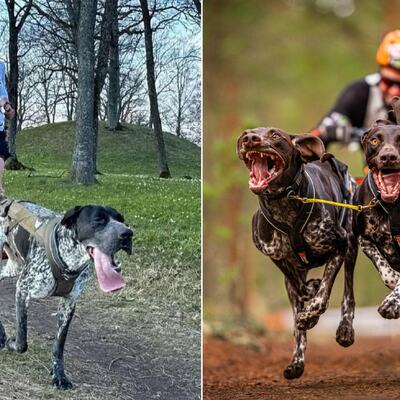 Bilde til hundearrangement