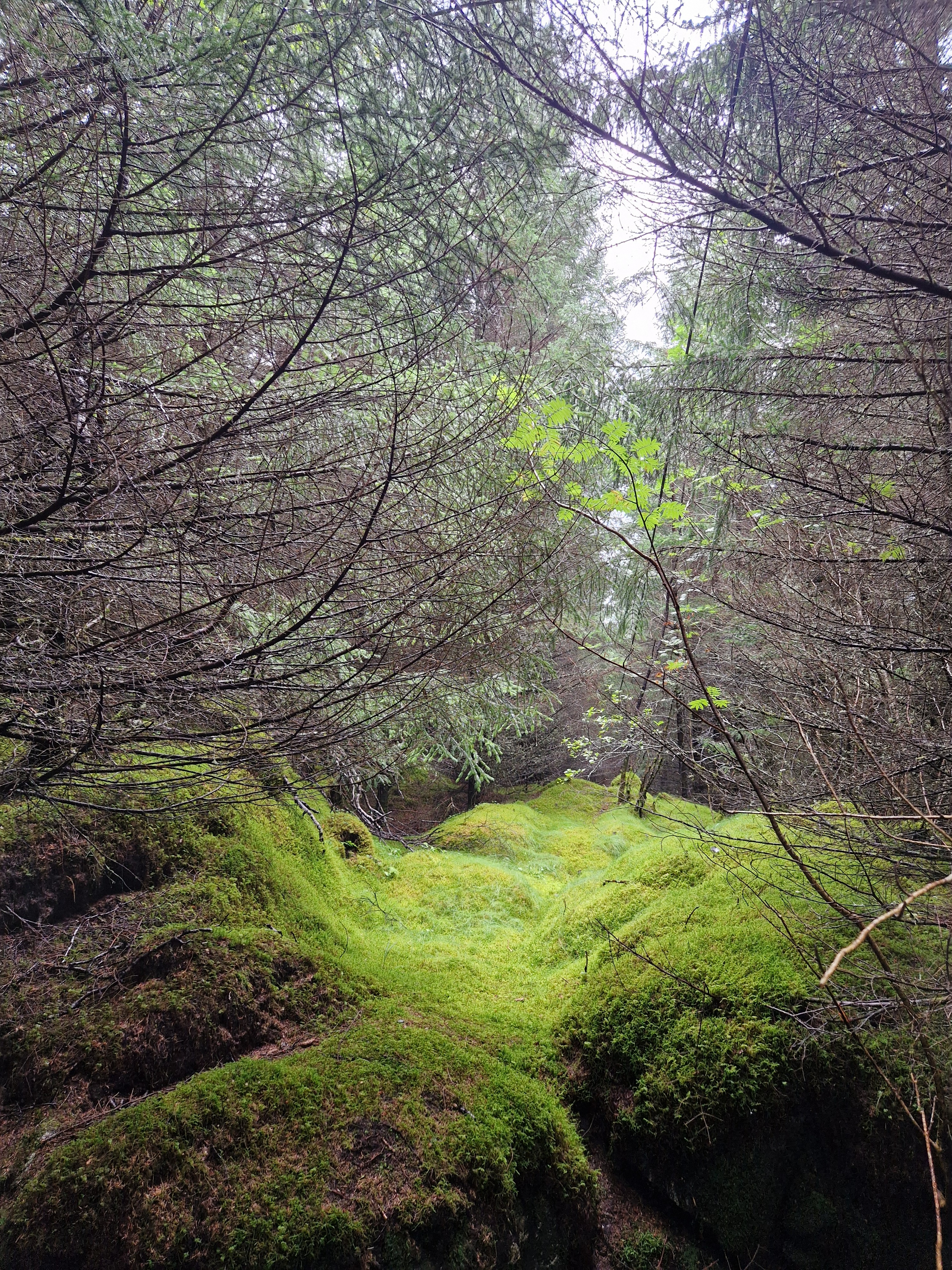 August i Trollskogen. (Foto: Gjertrud Aune Færøy)