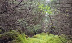 August i Trollskogen. (Foto: Gjertrud Aune Færøy)
