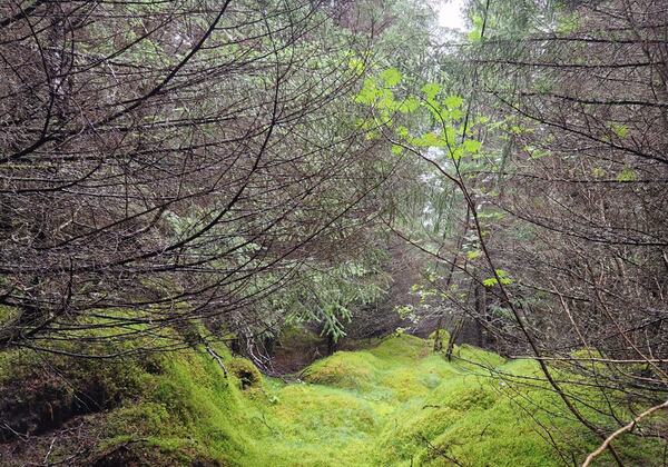 August i Trollskogen. (Foto: Gjertrud Aune Færøy)