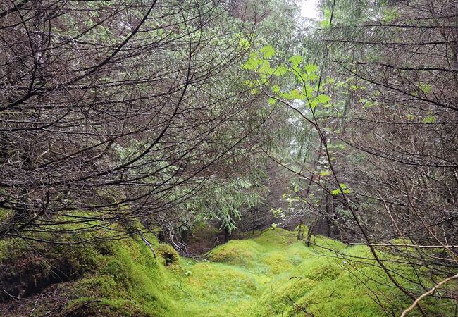 August i Trollskogen. (Foto: Gjertrud Aune Færøy)