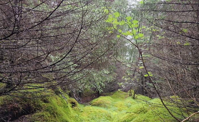 August i Trollskogen. (Foto: Gjertrud Aune Færøy)