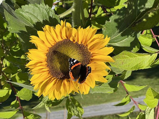 En sommer er snart over. (Foto: Vigdis Jensen)
