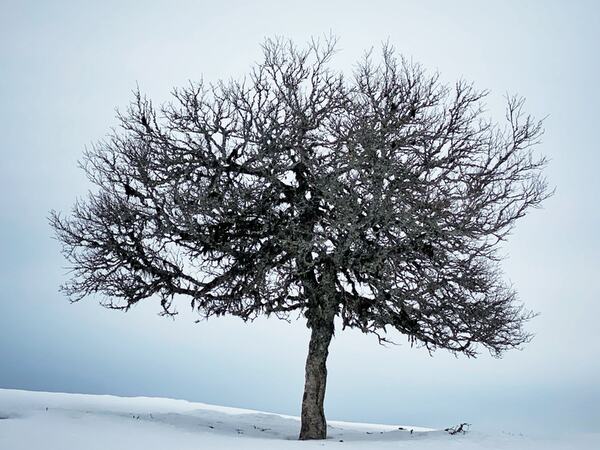 My brother tree cover