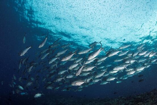 Fiskestim
