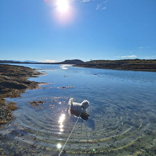 Landvindsøya siste dagen i september. (Foto: Elenor Berglund)