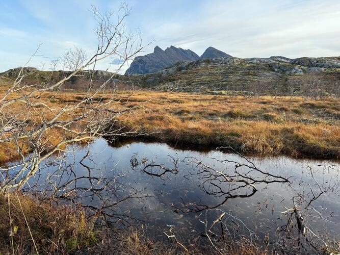 Høstsjarm. (Foto: Janne Kværne)