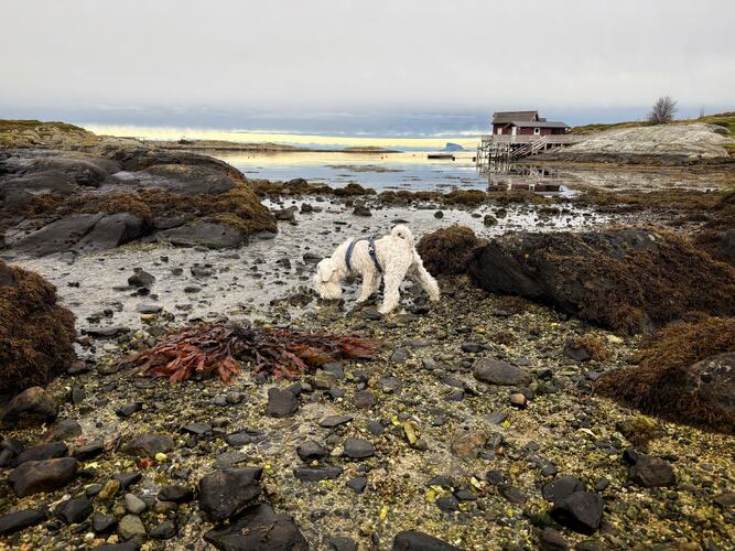 November på Herøy. (Foto: Janne Kværne)