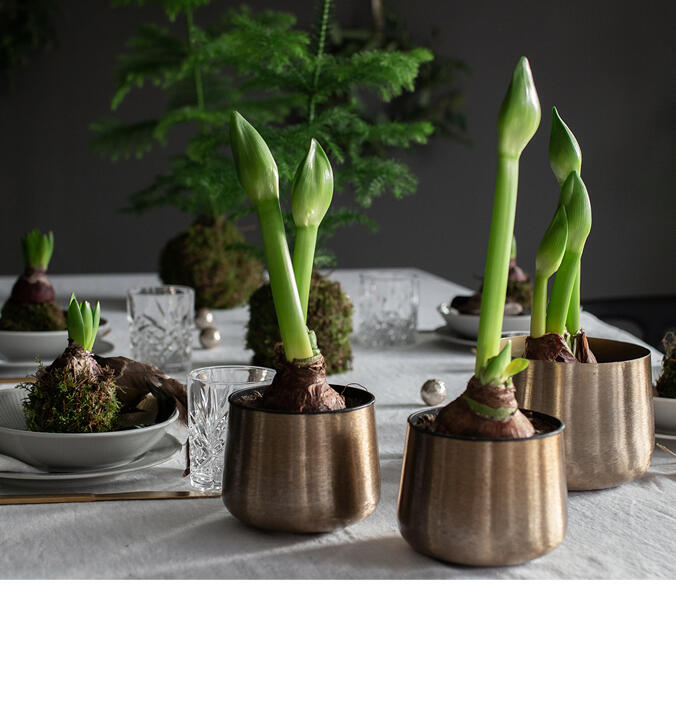 Slik får du svibler og amaryllis</br> i vase til å vare