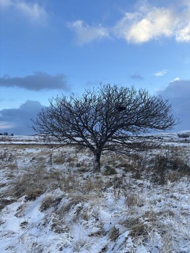 Novembernakent tre på Hjelmsøyneset. (Foto: Lisbeth Larsen)