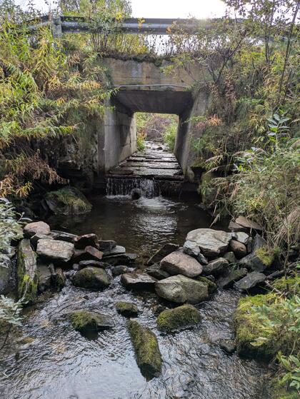 Vandringsforhold gjennom kulverten er forbedret med ospestokker. Vandring er dessverre fortsatt problematisk, men betydelig forbedret. Vandringsforhold gjennom kulverten er forbedret med ospestokker. Vandring er dessverre fortsatt problematisk, men betydelig forbedret.