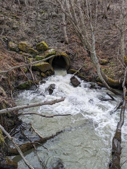 Kulvert under Spåkenesveien er sannsyneligvis grunnen til at elva i dag er fisketom. Kulvert under Spåkenesveien er sannsyneligvis grunnen til at elva i dag er fisketom.