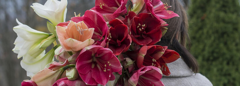 Majestetiske Amaryllis