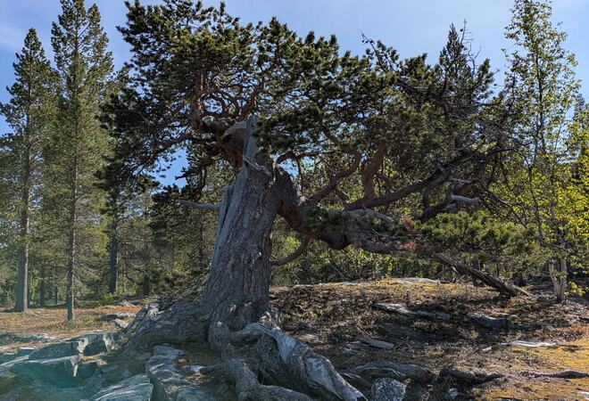 PXL_20250621_131635721 (1)