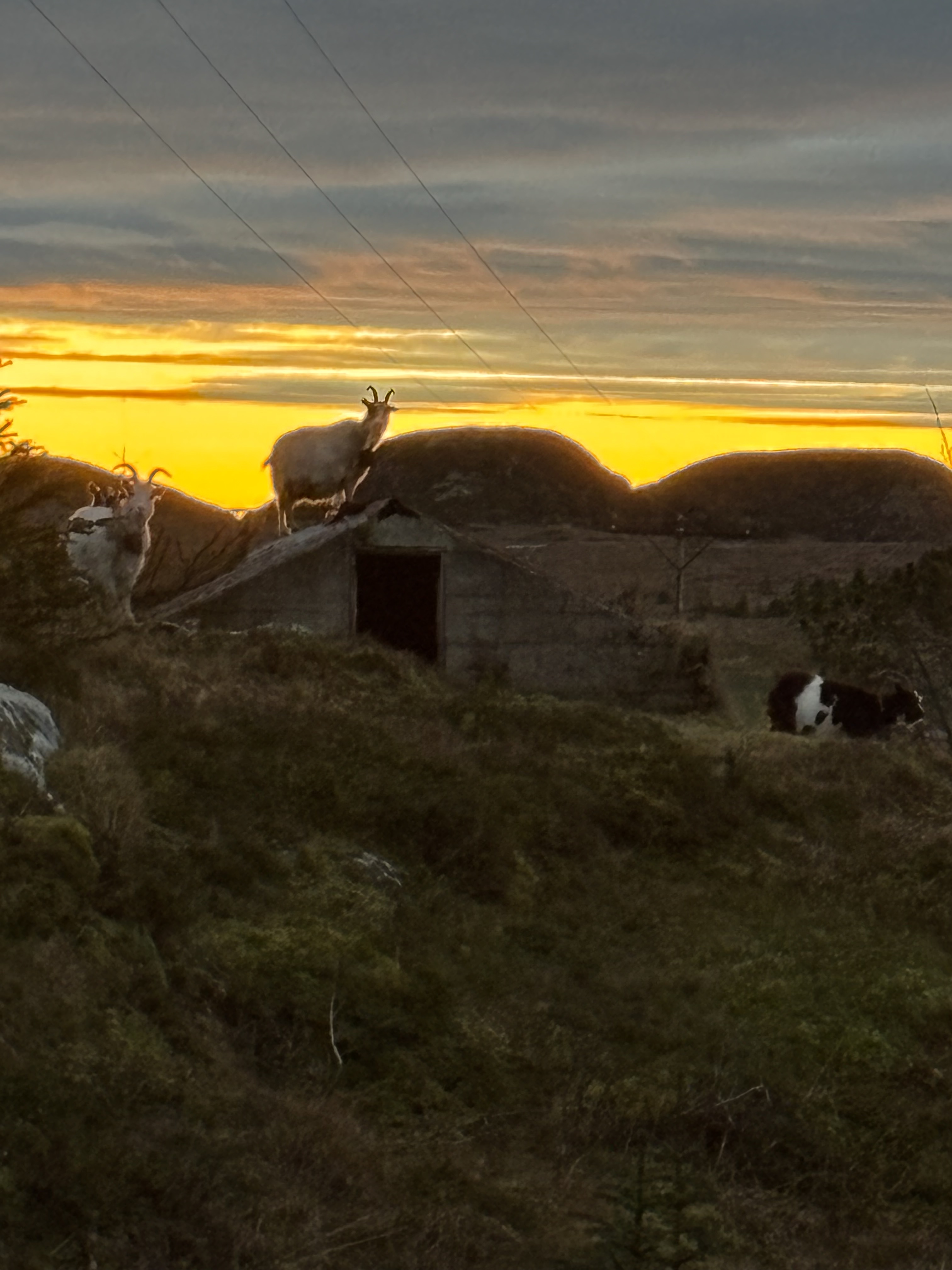 Kystgeit på brønntaket i solnedgang på Fagernesan. (Foto: Lisbeth Larsen)