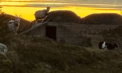 Kystgeit på brønntaket i solnedgang på Fagernesan. (Foto: Lisbeth Larsen)
