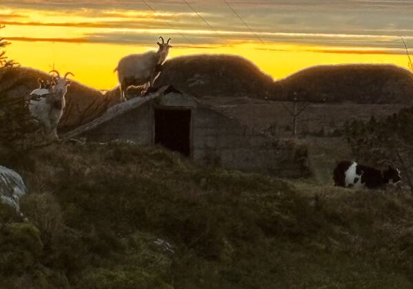 Kystgeit på brønntaket i solnedgang på Fagernesan. (Foto: Lisbeth Larsen)