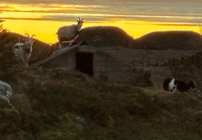 Kystgeit på brønntaket i solnedgang på Fagernesan. (Foto: Lisbeth Larsen)