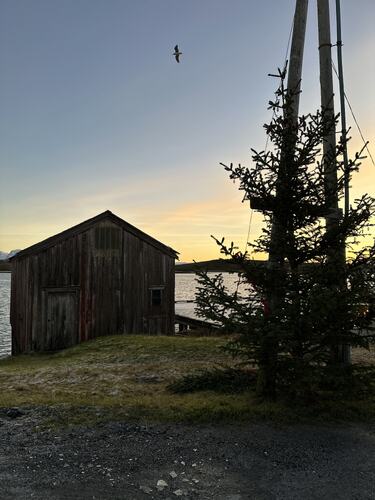 Julegrana i Husvær. (Foto: Sissel Eide Knutsen)