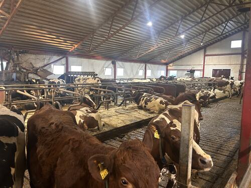 Nytt gjødsellager på Lenning gård_i fjøset