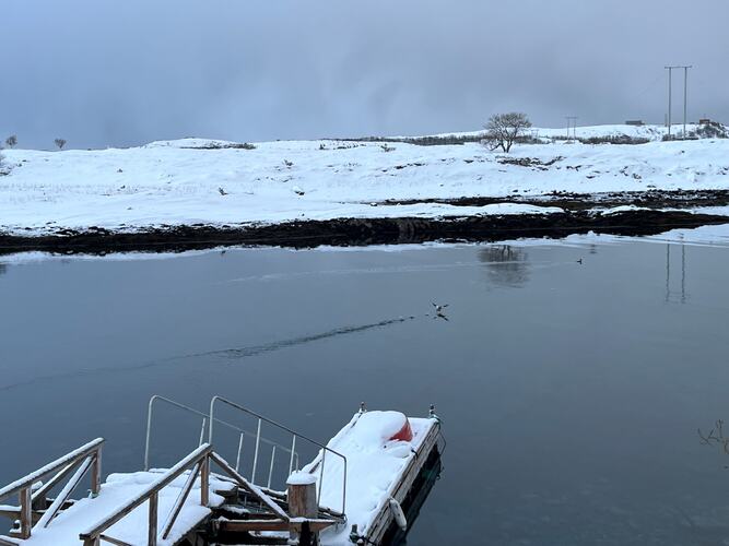 Stille vann - og and. (Foto: Elbjørg Larsen)