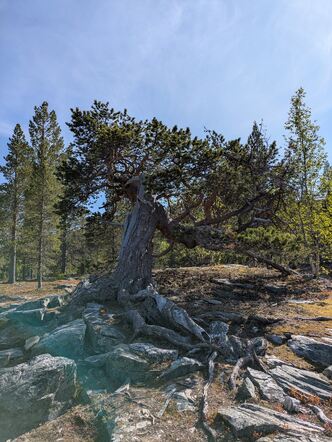 Gammel furu ved Sarafossen.