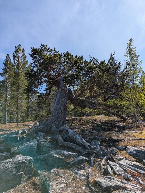 Gammel furu ved Sarafossen.