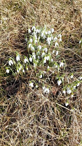 Snøklokker - et fint vårtegn. (Foto: Kristin Grande)
