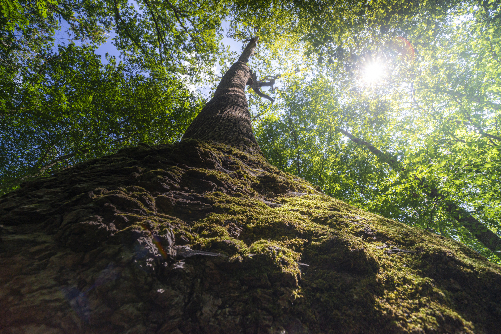 La Foret de Troncais.jpg