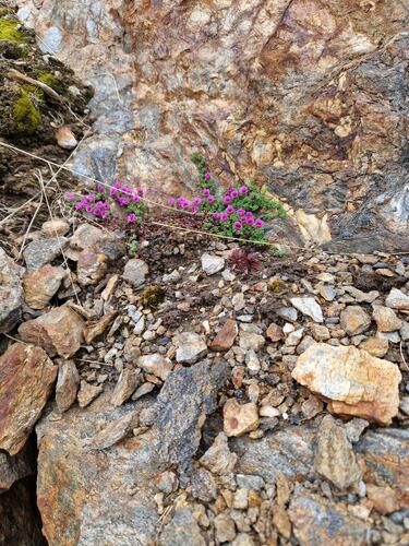 Vårtegn på Brasøy- (Foto: Brit Albertsen)